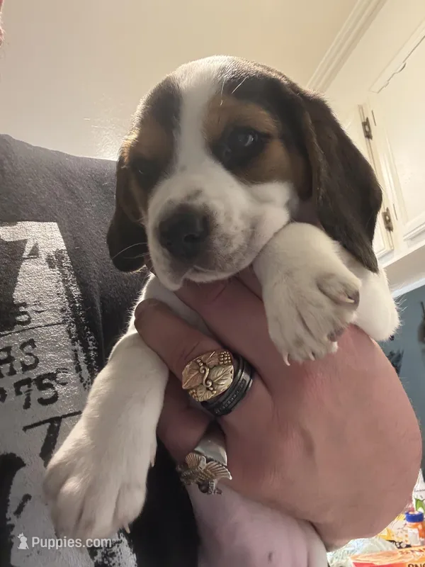 N/a – Beagle puppy for sale in Moreno Valley, CA