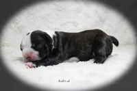 Ladd, a male Boston Terrier for sale in Colorado Springs, CO – 3 of 10
