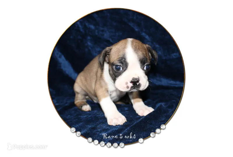 Rane – Boston Terrier puppy for sale in Colorado Springs, CO