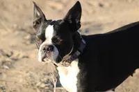 Ladd, a male Boston Terrier for sale in Colorado Springs, CO – 8 of 10