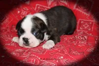 Jace, a male Boston Terrier for sale in Colorado Springs, CO – 2 of 6