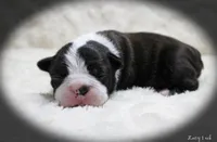 Lacy, a female Boston Terrier for sale in Colorado Springs, CO – 4 of 10