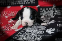Rafe, a male Boston Terrier for sale in Colorado Springs, CO – 4 of 6