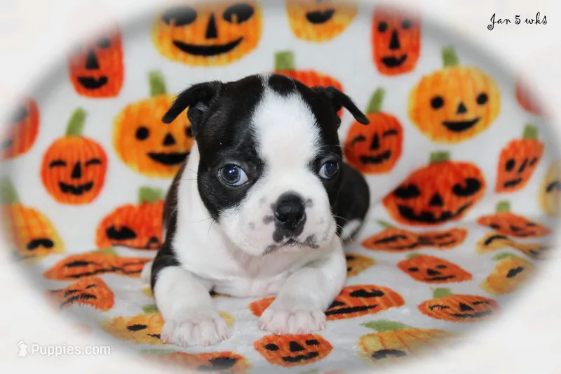 Jan – Boston Terrier puppy for sale in Colorado Springs, CO