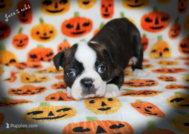 Jace – Boston Terrier puppy for sale in Colorado Springs, CO