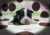 Halee, a female Boston Terrier for sale in Colorado Springs, CO – 3 of 10