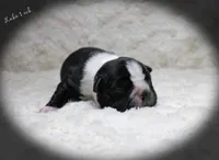 Lake, a male Boston Terrier for sale in Colorado Springs, CO – 4 of 10
