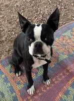 Hagen, a male Boston Terrier for sale in Colorado Springs, CO – 8 of 10