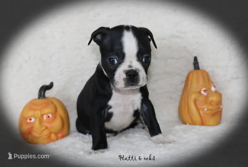 Hatti – Boston Terrier puppy for sale in Colorado Springs, CO
