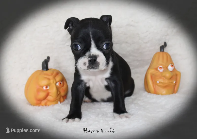 Haven – Boston Terrier puppy for sale in Colorado Springs, CO