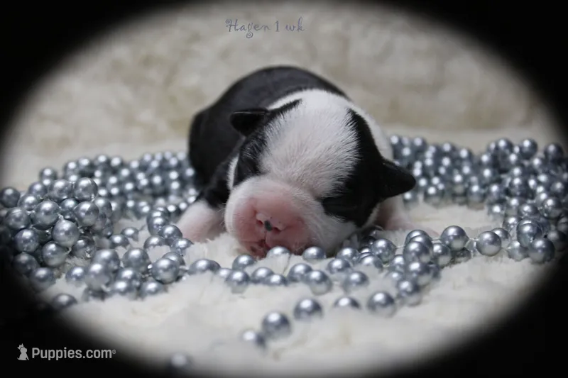 Hagen – Boston Terrier puppy for sale in Colorado Springs, CO