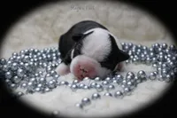 Hagen, a male Boston Terrier for sale in Colorado Springs, CO – 1 of 10