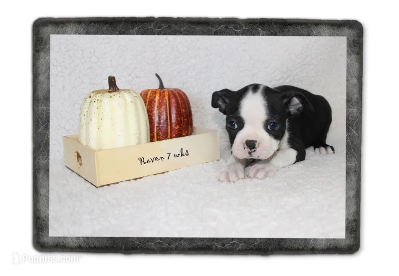Ravon – Boston Terrier puppy for sale in Colorado Springs, CO