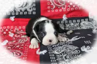 Ravon, a female Boston Terrier for sale in Colorado Springs, CO – 4 of 6