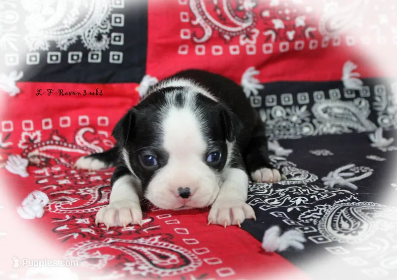 Ravon – Boston Terrier puppy for sale in Colorado Springs, CO