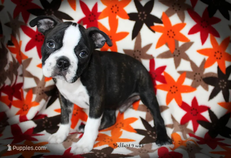 Halbert – Boston Terrier puppy on hold in Colorado Springs, CO