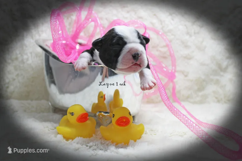 Laynee – Boston Terrier puppy for sale in Colorado Springs, CO