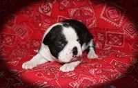 Jan, a female Boston Terrier for sale in Colorado Springs, CO – 2 of 6