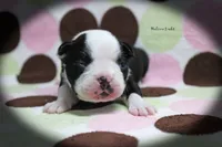 Halina, a female Boston Terrier for sale in Colorado Springs, CO – 4 of 10