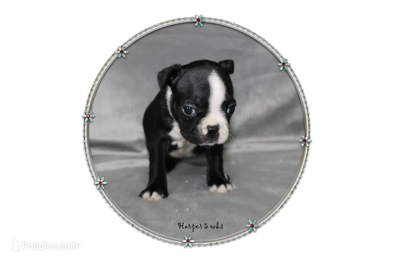Harper – Boston Terrier puppy for sale in Colorado Springs, CO