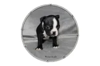 Harper, a female Boston Terrier for sale in Colorado Springs, CO – 1 of 8