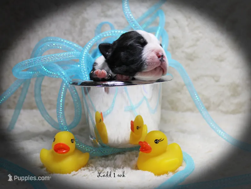 Ladd – Boston Terrier puppy for sale in Colorado Springs, CO