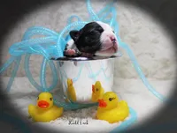 Ladd, a male Boston Terrier for sale in Colorado Springs, CO – 1 of 10