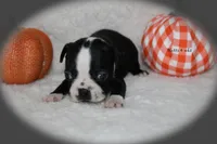 Hatti, a female Boston Terrier for sale in Colorado Springs, CO – 6 of 7