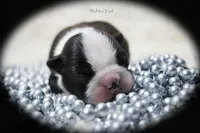 Halton, a male Boston Terrier for sale in Colorado Springs, CO – 5 of 10