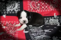 Rand, a male Boston Terrier for sale in Colorado Springs, CO – 4 of 6