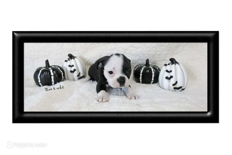 Rae – Boston Terrier puppy for sale in Colorado Springs, CO