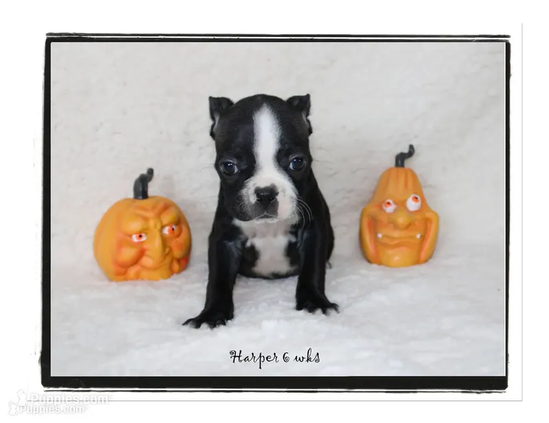 Harper – Boston Terrier puppy for sale in Colorado Springs, CO