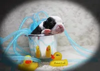 Lamar, a male Boston Terrier for sale in Colorado Springs, CO – 6 of 10