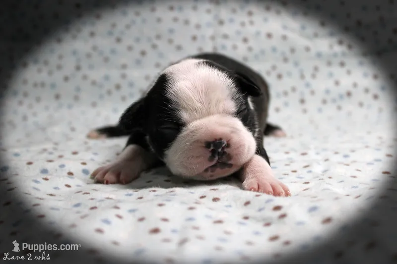 Lane – Boston Terrier puppy for sale in Colorado Springs, CO