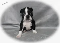 Hank, a male Boston Terrier for sale in Colorado Springs, CO – 2 of 7