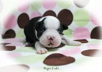 Hagen, a male Boston Terrier for sale in Colorado Springs, CO – 5 of 10
