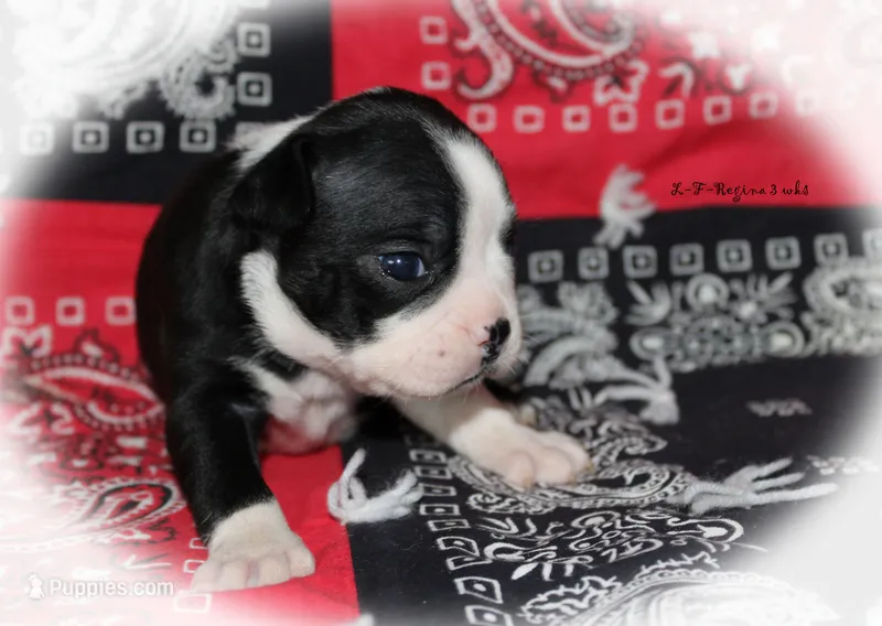 Regina – Boston Terrier puppy for sale in Colorado Springs, CO