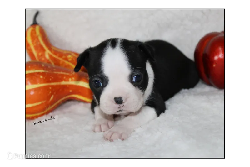 Ravon – Boston Terrier puppy for sale in Colorado Springs, CO