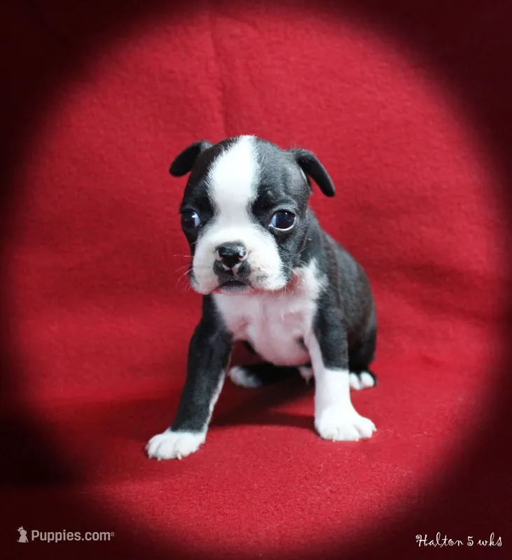 Halton – Boston Terrier puppy for sale in Colorado Springs, CO