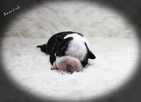 Lane, a male Boston Terrier for sale in Colorado Springs, CO – 2 of 10