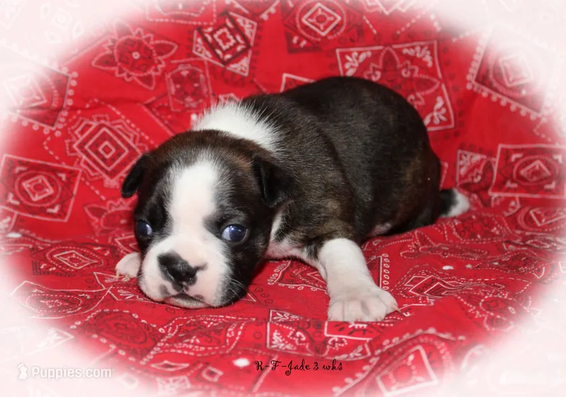 Jade – Boston Terrier puppy for sale in Colorado Springs, CO