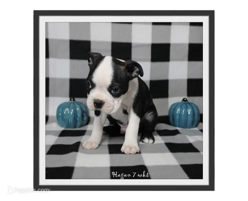 Hagen – Boston Terrier puppy for sale in Colorado Springs, CO
