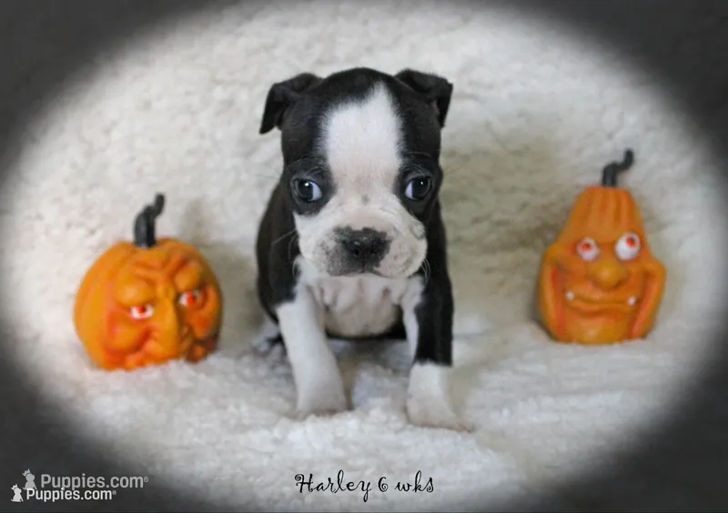 Harley – Boston Terrier puppy for sale in Colorado Springs, CO