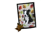 Hackett, a male Boston Terrier for sale in Colorado Springs, CO – 5 of 10