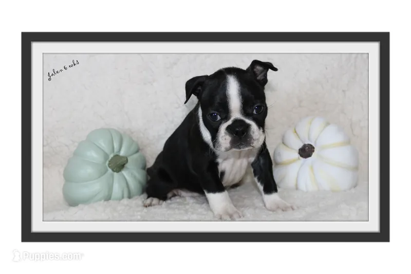 Jalen – Boston Terrier puppy for sale in Colorado Springs, CO