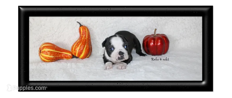 Reba – Boston Terrier puppy for sale in Colorado Springs, CO