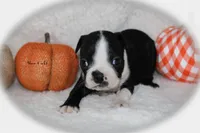 Ham, a male Boston Terrier for sale in Colorado Springs, CO – 5 of 7