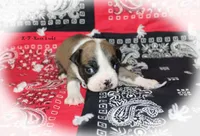 Rane, a female Boston Terrier for sale in Colorado Springs, CO – 2 of 6