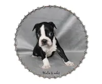 Hale, a male Boston Terrier for sale in Colorado Springs, CO – 2 of 8