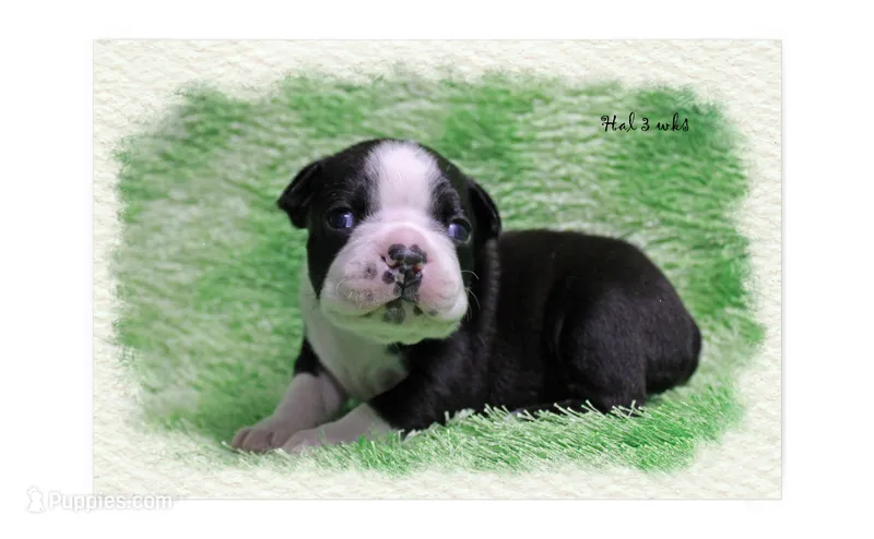 Hal – Boston Terrier puppy for sale in Colorado Springs, CO
